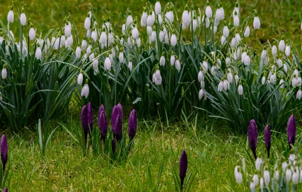 Picture greens, grass, flowers, spring, snowdrops, crocuses, dew drops