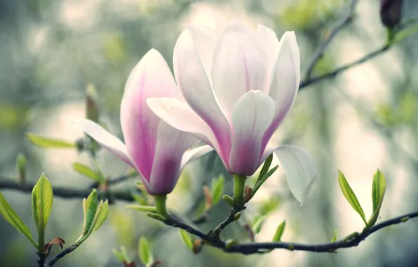Macro, flowers, branch, spring, pink, leaves, buds, flowering