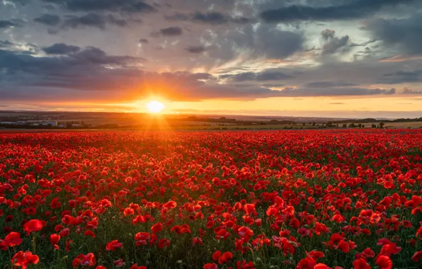 Field, sunset, flowers, England, Maki, England, Wiltshire, Wiltshire