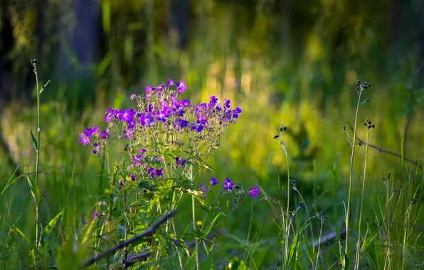 Summer, flowers, nature