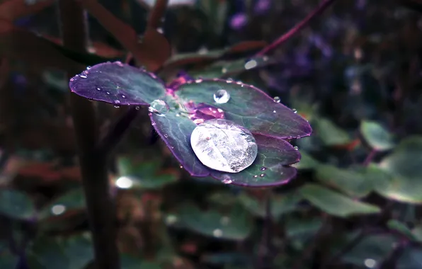 Grass, leaves, drops, macro, green, after the rain