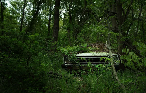 Wallpaper forest, trees, nature, clunkers for mobile and desktop, section природ