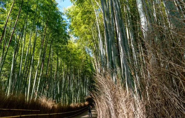 Japan, People, Forest, Trail, Bamboo, Kyoto