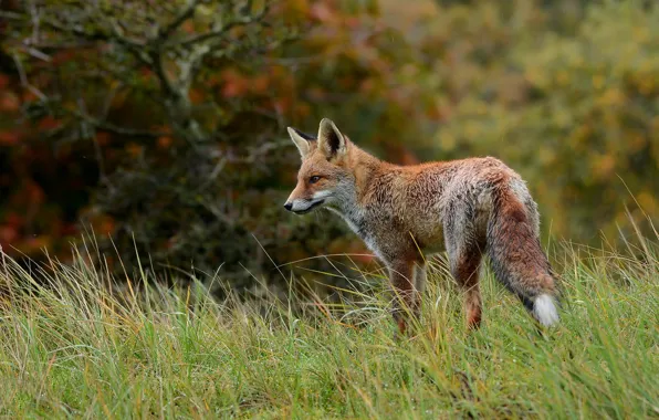 Autumn, forest, grass, look, nature, rain, Fox, the bushes
