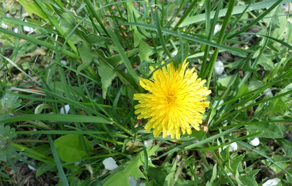 Grass, dandelion, April