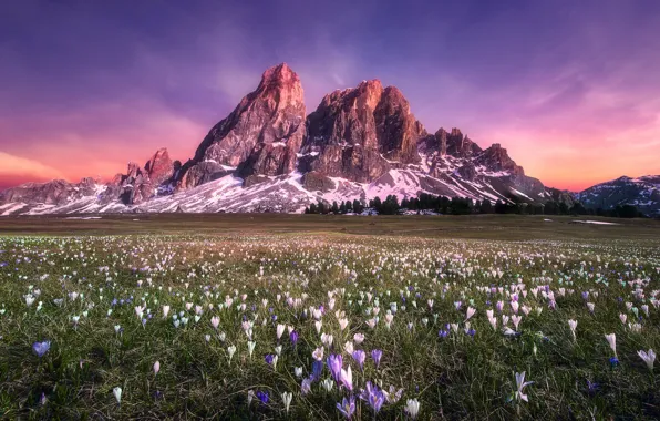 Field, flowers, mountains