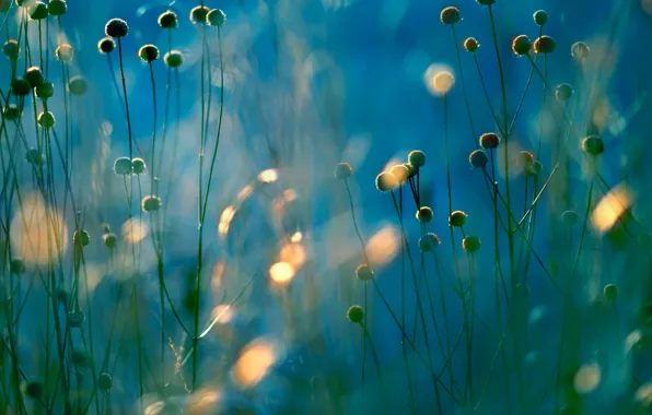Picture field, light, plant, meadow, Blik