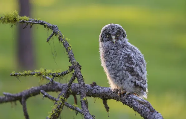 Branches, background, tree, owl, bird, glade, moss, cub