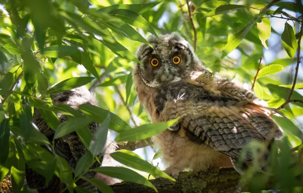 Look, light, branches, owl, bird, foliage, chick, owlets