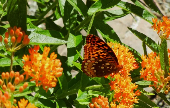 Picture Macro, Butterfly, Summer, Flowers, Flowers, Colors, Summer, Macro