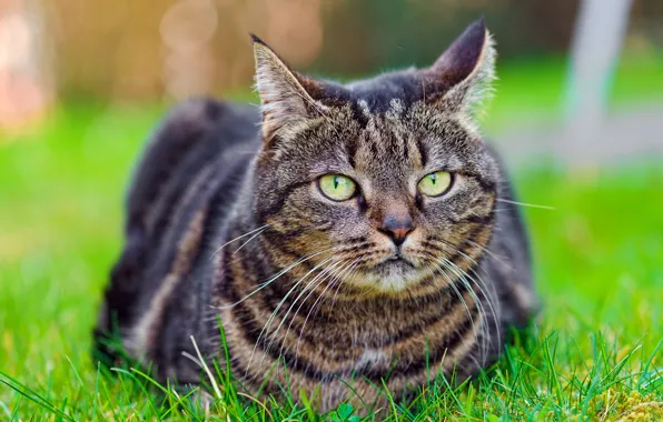 Grass, tabby, tabby