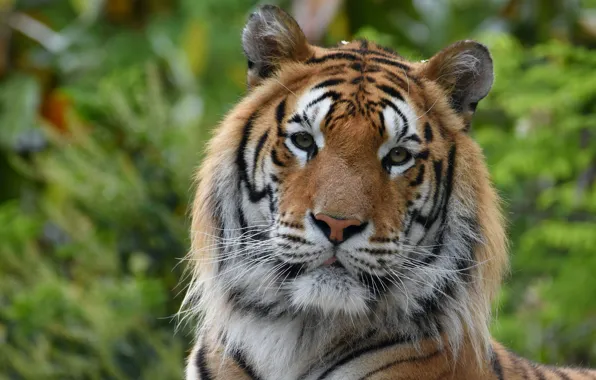 Picture tiger, predator, handsome