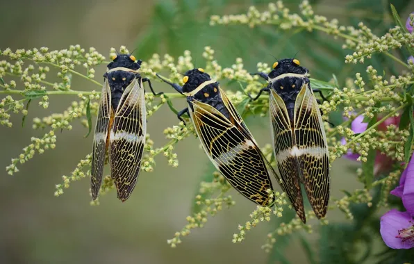 Macro, insects, trio, cicadas, Trinity