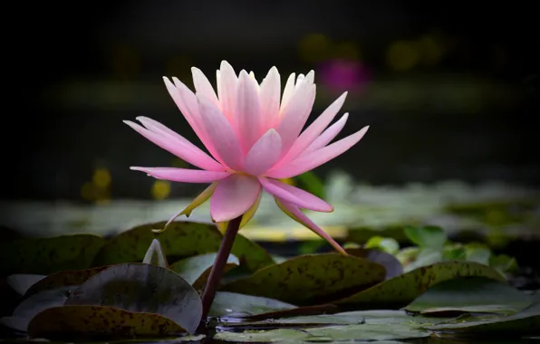 Summer, nature, flowering, water lilies