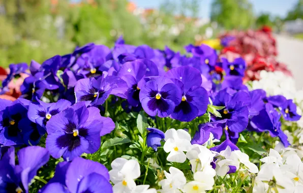 Light, flowers, bright, spring, garden, purple, white, Pansy