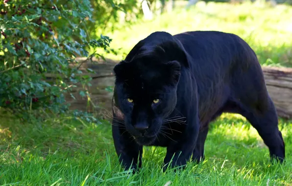 Picture predator, Panther, Jaguar