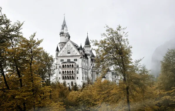 Picture trees, fog, castle