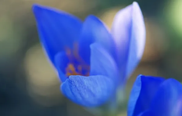 Picture flower, nature, plant, petals, Krokus