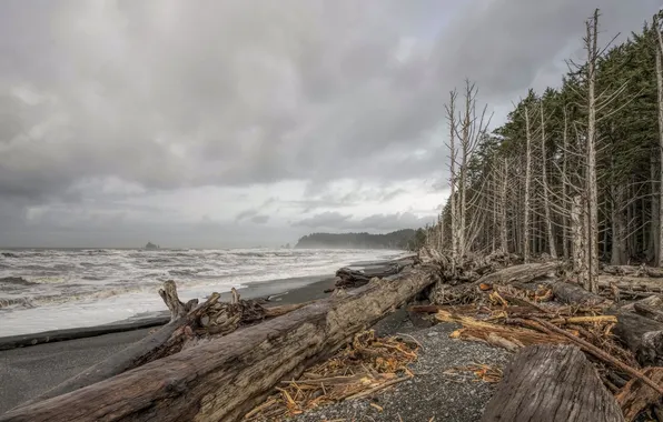 Picture sea, trees, shore