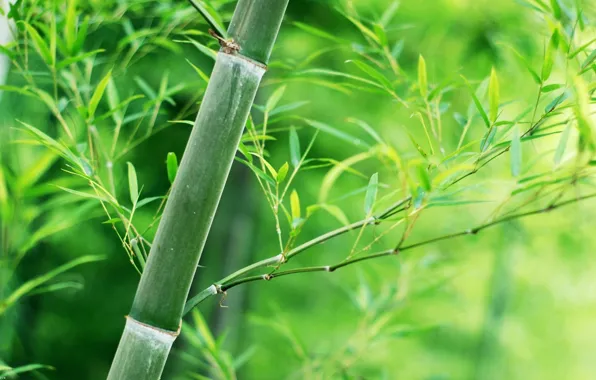 Picture leaves, bamboo, stem