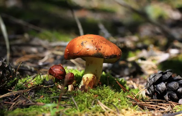 Picture forest, mushrooms, moss
