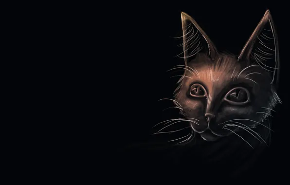 Cat, look, black background