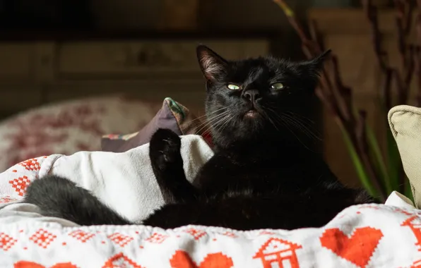 Picture cat, cat, look, face, pose, background, black, paws