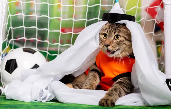 Language, cat, cat, look, face, pose, football, goalkeeper