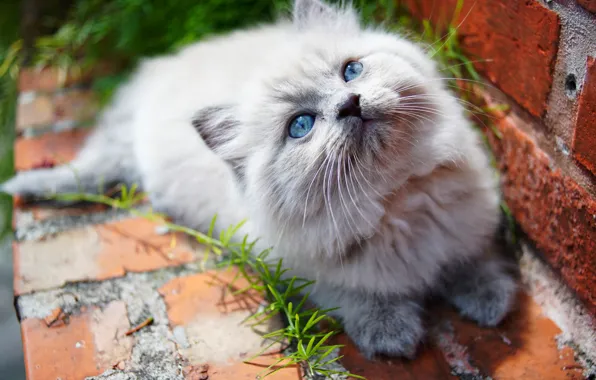 Kitty, eyes, baby, cute