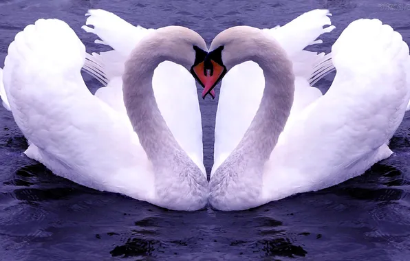 Water, pair, white, swans
