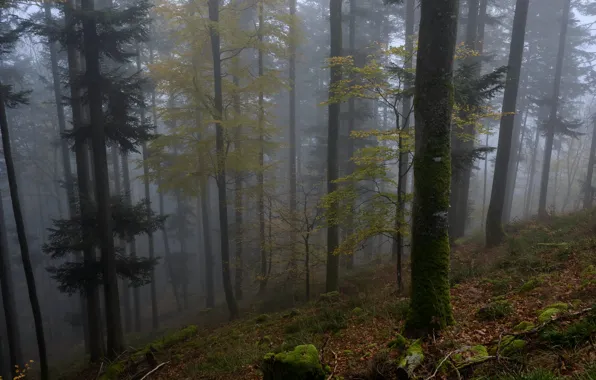 Forest, trees, nature, fog