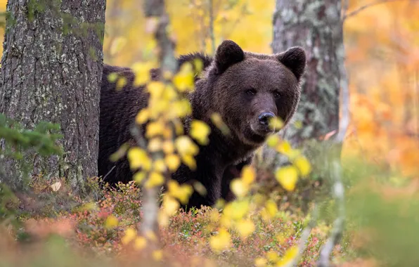 Picture autumn, forest, face, branches, foliage, bear