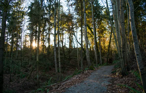 Picture road, forest, trees, sunset, foliage, Autumn, forest, road