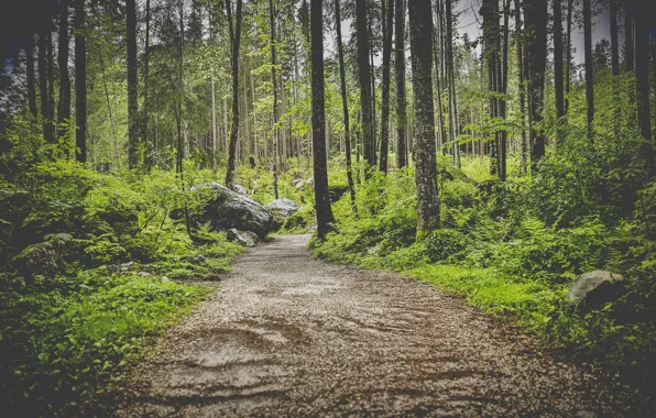 Picture forest, trees, path, photo, photographer, markus spiske