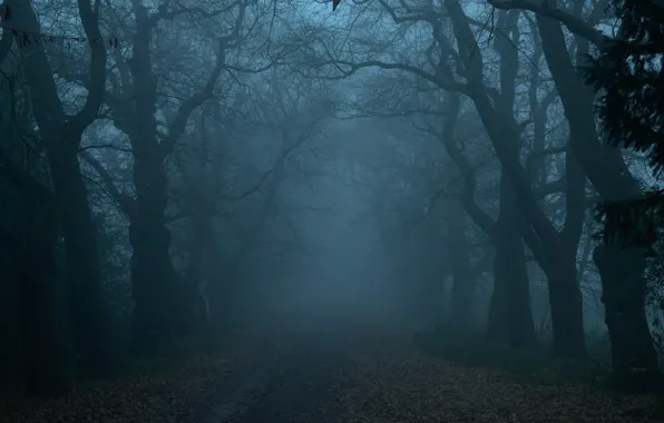 Road, forest, trees, nature, fog