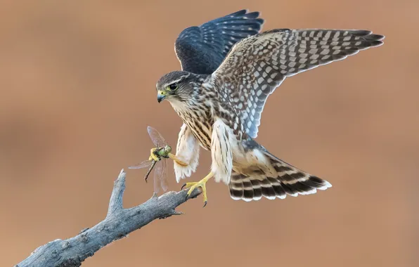 Bird, wings, landing