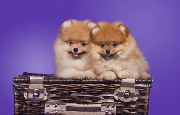 Basket, puppies, Spitz, Pomeranian