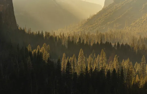 Nature, Wood, Mountain, Sunshine, Sunlight, Stephen Leonardi