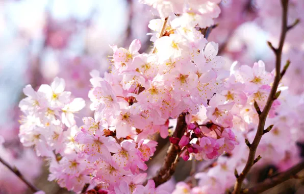Light, flowers, branches, cherry, spring, Sakura, pink, flowering