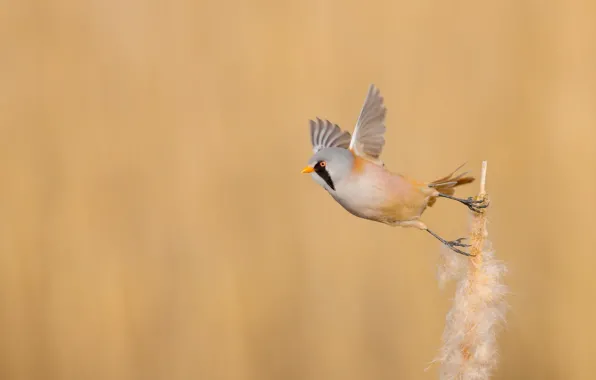 Picture background, bird, Bearded Tits