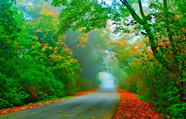 Picture road, autumn, leaves, trees, fog, the tunnel
