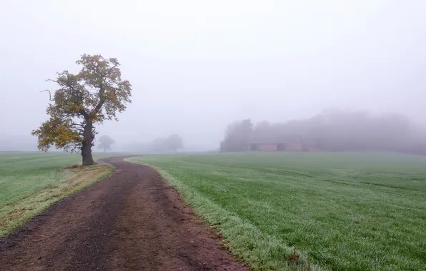 Road, fog, tree