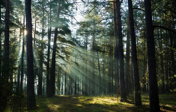 Forest, rays, trees