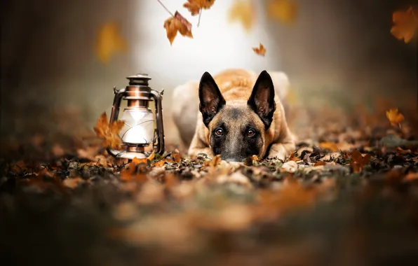 Picture autumn, look, face, leaves, dog, lantern, Malinois, Belgian shepherd