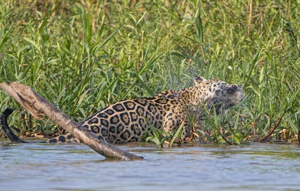 Squirt, predator, Jaguar, wild cat, shakes