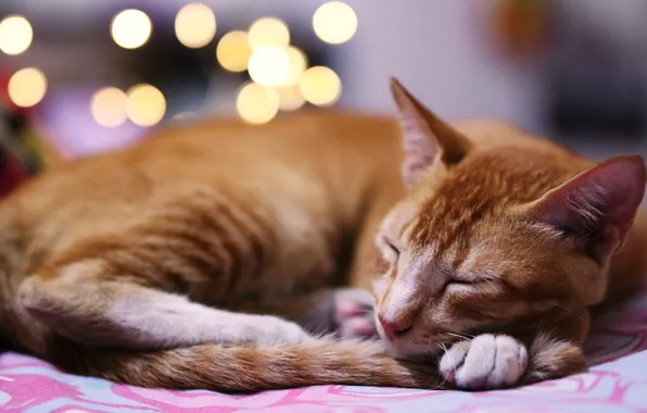 Cat, cat, lights, pose, sleep, paws, red, sleeping