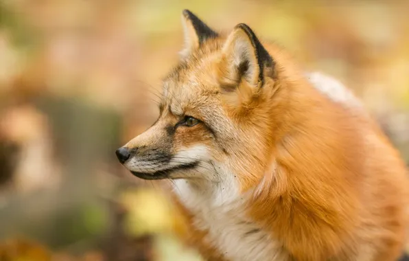 Face, portrait, Fox, red