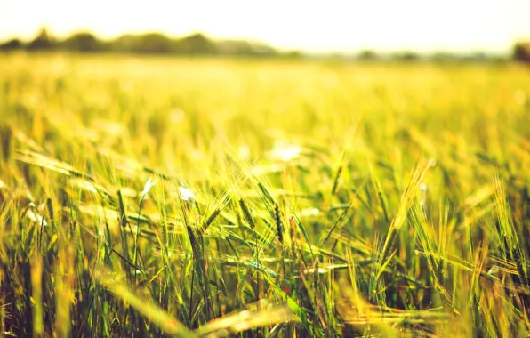 Picture wheat, field, the sun, macro, background, widescreen, Wallpaper, rye