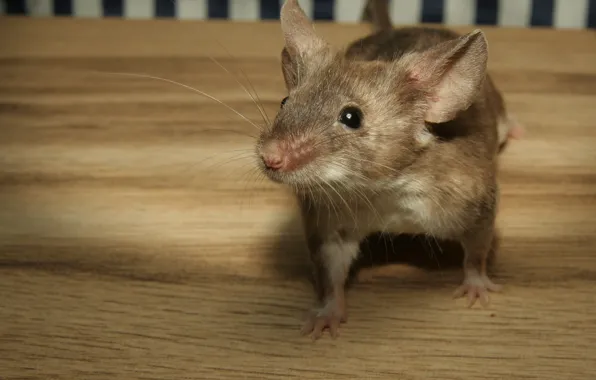Picture look, macro, pose, table, mouse, mouse, muzzle, rodent