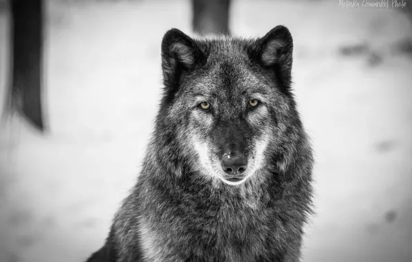 Nature, predator, animal, wolf, wildlife, portrait., Canis lupus. face • wolf • portrait • predator